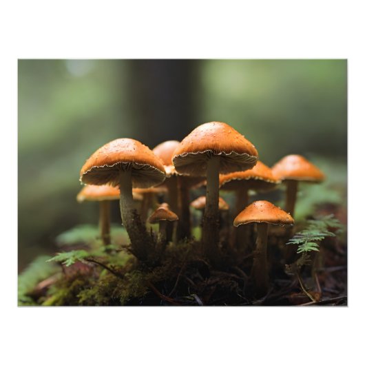 Paddenstoelen kweken in het bos foto afdruk (Voorkant)