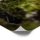 Paddenstoelen kweken in het bos poster (Hoek)