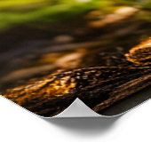 Paddenstoelen kweken in het bos poster (Hoek)