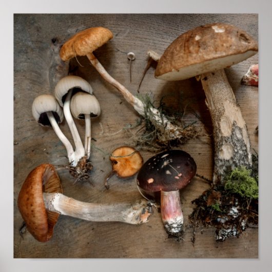 Paddenstoelen Love Fungi Poster (Voorkant)