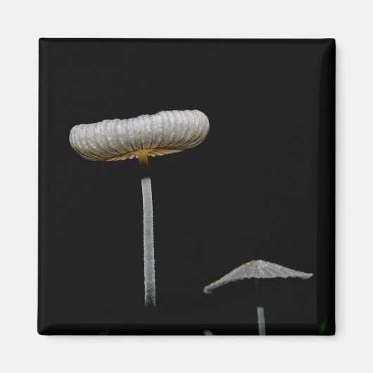 paddenstoelen magneet (Voorkant)