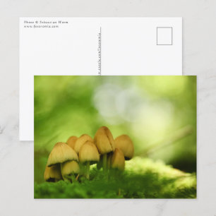 Paddenstoelen Natuur Foto Briefkaart