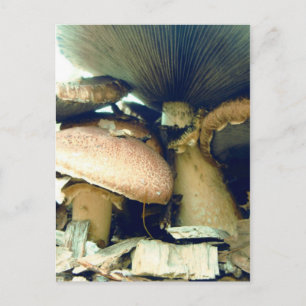 Paddenstoelen onder foto's briefkaart