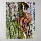 Paddenstoelen op boomstam poster (Voorkant)