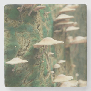 Paddenstoelen op een boom stenen onderzetter