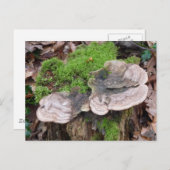 Paddenstoelen op een boomstam briefkaart (Voorkant / Achterkant)