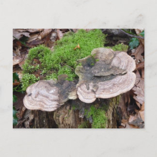 Paddenstoelen op een boomstam briefkaart