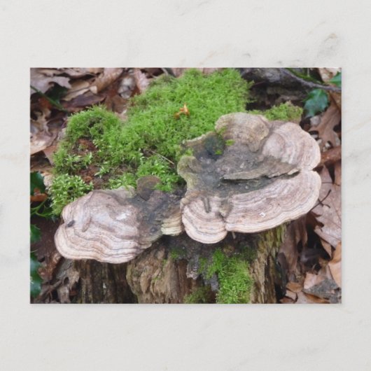 Paddenstoelen op een boomstam briefkaart (Voorkant)