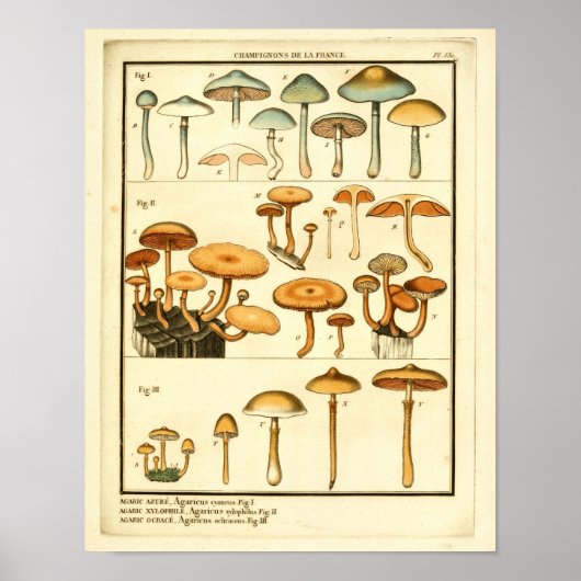  paddenstoelen Oranje blauw Frans kunstwerk afdruk Poster (Voorkant)