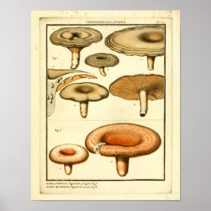 paddenstoelen Oranje bruin Frans kunstwerk afdruk Poster
