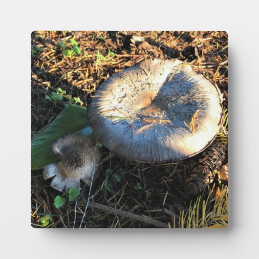 Paddenstoelen, Oregon Fotoplaat (Voorkant)