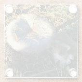 Paddenstoelen, Oregon Glazen Onderzetter (Achterkant)