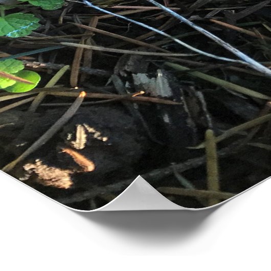 Paddenstoelen, Oregon Poster (Hoek)