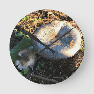 Paddenstoelen, Oregon Ronde Klok