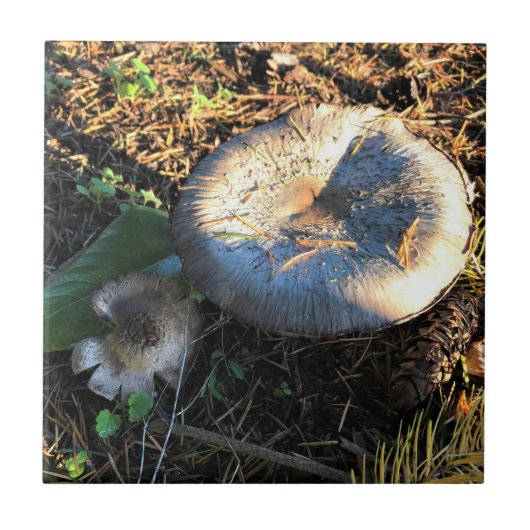 Paddenstoelen, Oregon Tegeltje (Voorkant)