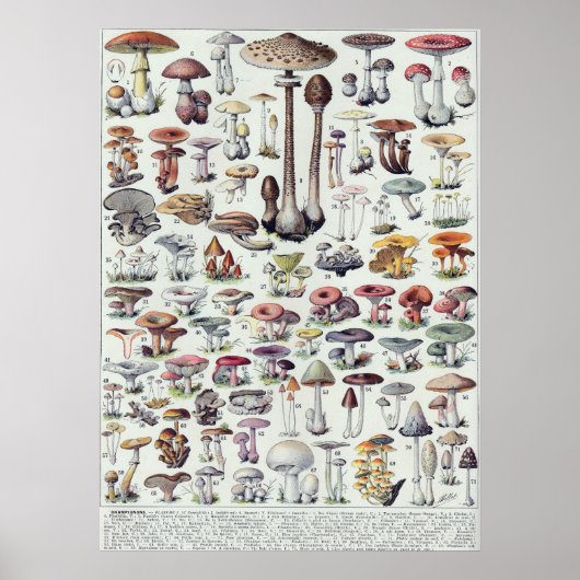paddenstoelen poster (Voorkant)