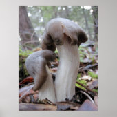 Paddenstoelen Poster (Voorkant)