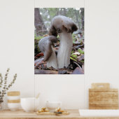 Paddenstoelen Poster (Keuken)