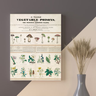 Paddenstoelen  Retro 1840-1850 Poster