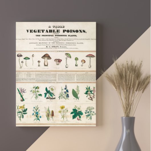 Paddenstoelen  Retro 1840-1850 Poster