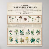 Paddenstoelen  Retro 1840-1850 Poster (Voorkant)