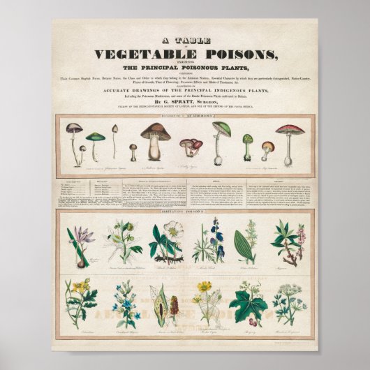 Paddenstoelen  Retro 1840-1850 Poster (Voorkant)