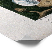 Paddenstoelen schimmels poster (Hoek)