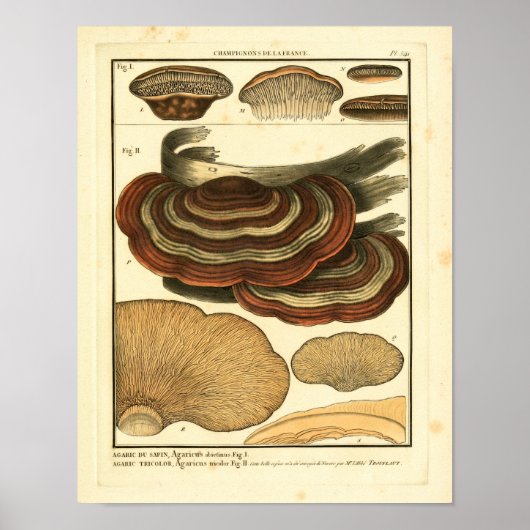  paddenstoelen Striped Fungus French Art Print (Voorkant)