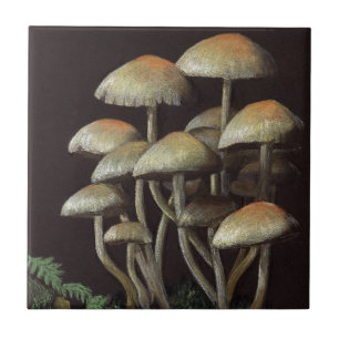 paddenstoelen tegeltje
