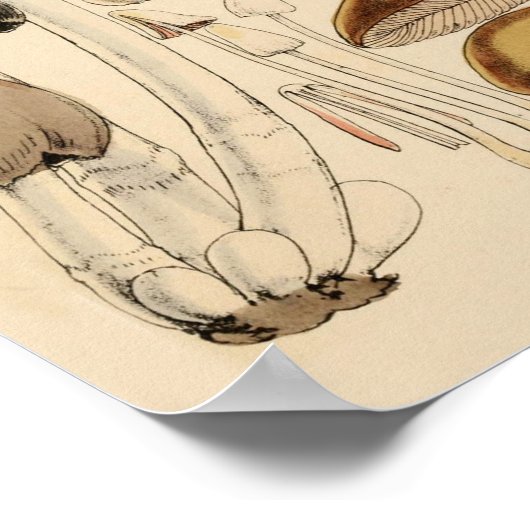  Paddenstoelen Types Botanische Grafiek Poster (Hoek)