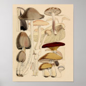  Paddenstoelen Types Botanische Grafiek Poster (Voorkant)