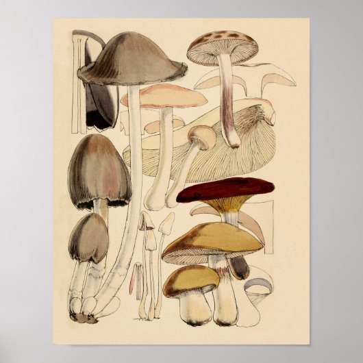  Paddenstoelen Types Botanische Grafiek Poster (Voorkant)