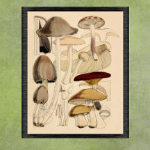  Paddenstoelen Types Botanische Grafiek