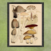  Paddenstoelen Types Botanische Grafiek Poster