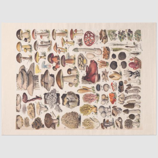  paddenstoelen van Adolphe Millot Tissuepapier (Voorkant)