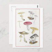 Paddenstoelen van de Beech Bossen Illustratie Briefkaart (Voorkant / Achterkant)