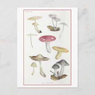  Paddenstoelen van de Beech Bossen Illustratie Briefkaart