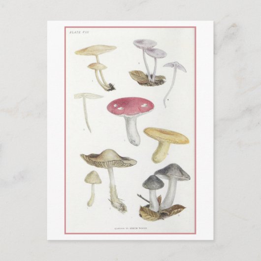 Paddenstoelen van de Beech Bossen Illustratie Briefkaart (Voorkant)