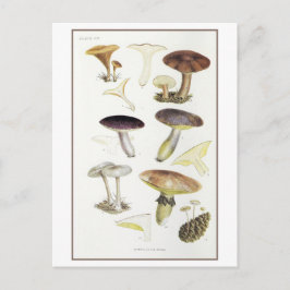 Paddenstoelen van de Fir Bossen Illustratie Briefkaart