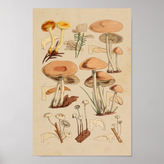 paddenstoelen Varieties Geel bruin Kunstwerk Afdr Poster (Voorkant)