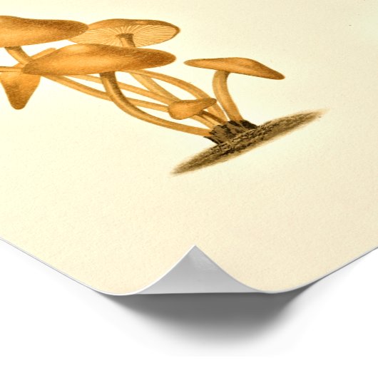  paddenstoelen Varieties Kunst drukken Rood Groen Poster (Hoek)