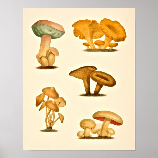 paddenstoelen Varieties Kunst drukken Rood Groen Poster (Voorkant)