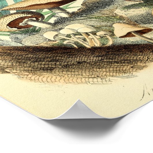  paddenstoelen Varieties Kunst drukken Rood Wit Poster (Hoek)