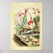  paddenstoelen Varieties Kunst drukken Rood Wit Poster (Voorkant)