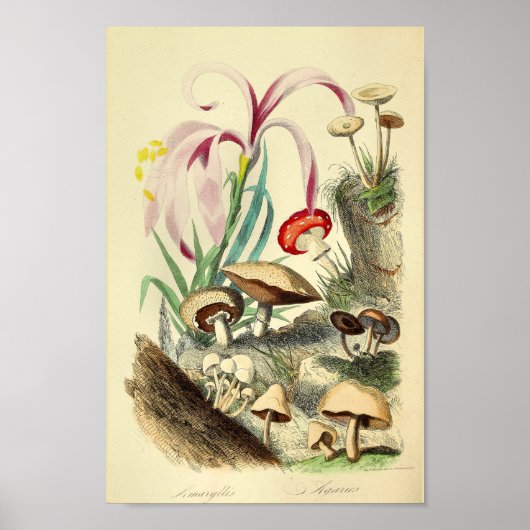 paddenstoelen Varieties Kunst drukken Rood Wit Poster (Voorkant)