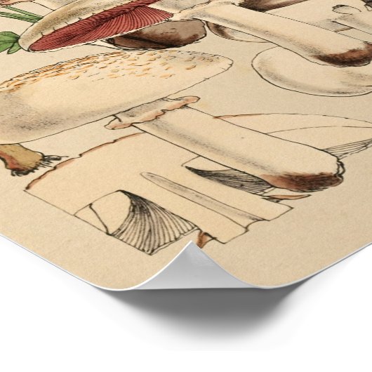  paddenstoelen Varieties Rode bruine kunst afdrukk Poster (Hoek)