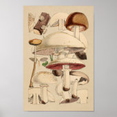  paddenstoelen Varieties Rode bruine kunst afdrukk Poster (Voorkant)