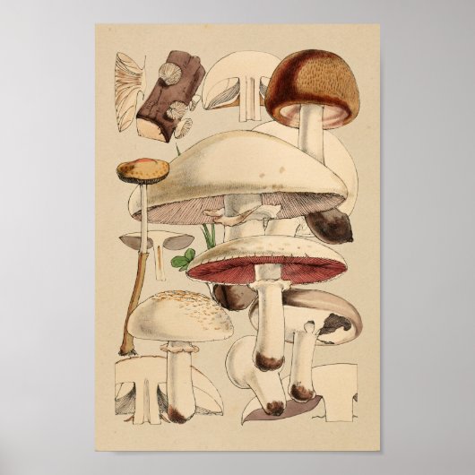 paddenstoelen Varieties Rode bruine kunst afdrukk Poster (Voorkant)