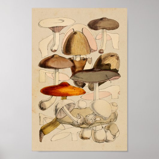  paddenstoelen Varieties Rode bruine kunst afdrukk Poster (Voorkant)