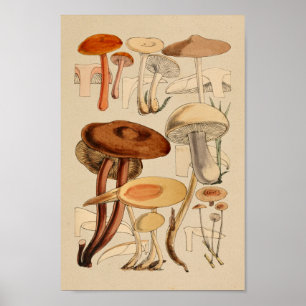  paddenstoelen Varieties Rode bruine kunst afdrukk Poster